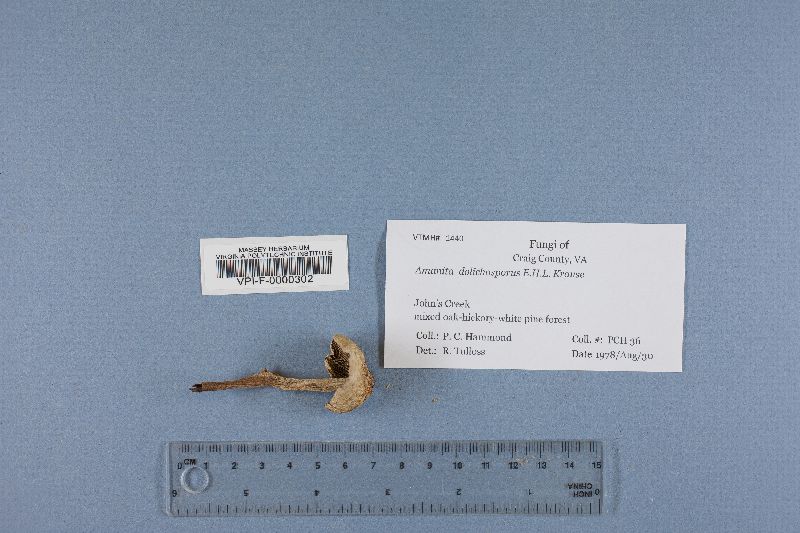 Amanita dolichosporus image