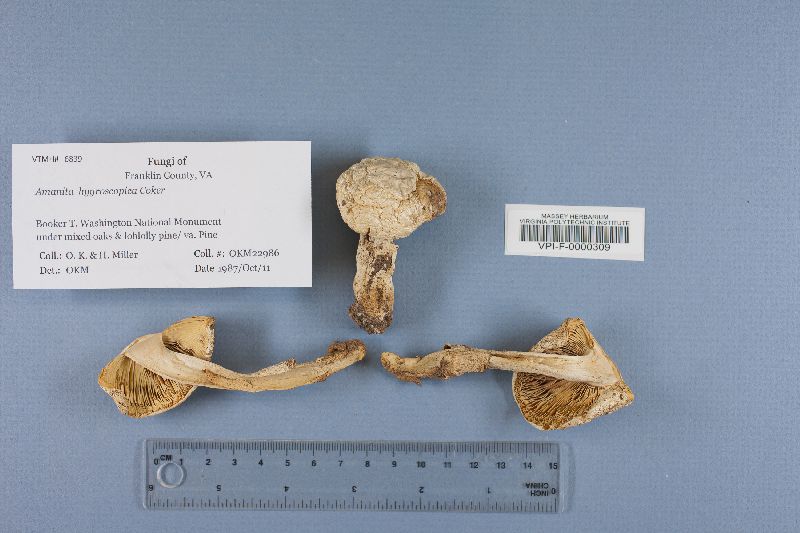Amanita hygroscopica image