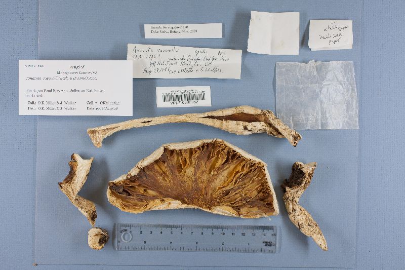 Amanita ravenelii image