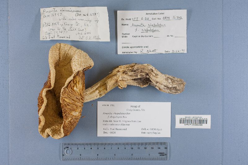 Amanita rhopalopus f. rhopalopus image