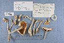 Amanita rhopalopus image