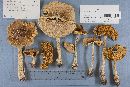 Amanita spreta image