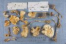 Amanita virosa image