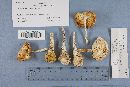 Amanita virosa image