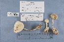 Amanita virosa image