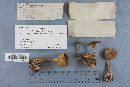 Ampulloclitocybe clavipes image