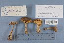 Ampulloclitocybe clavipes image