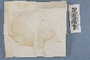 Boletochaete bicolor image