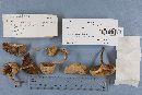 Boletus pallidus image