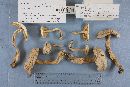Boletus pallidus image