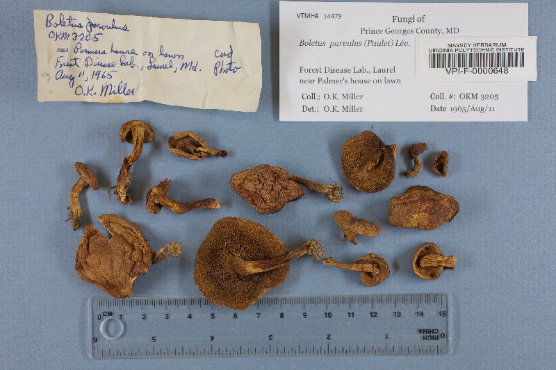 Boletus parvulus image