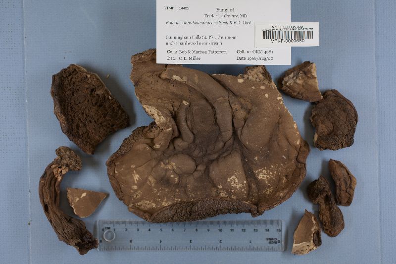 Boletus plumbeoviolaceus image