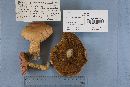 Boletus speciosus image