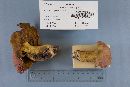 Boletus speciosus image
