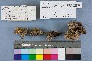 Clavulina coralloides image