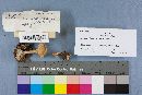 Clitocybe gibba image