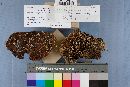 Coltricia montagnei image