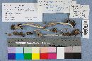 Coprinopsis lagopus var. lagopus image