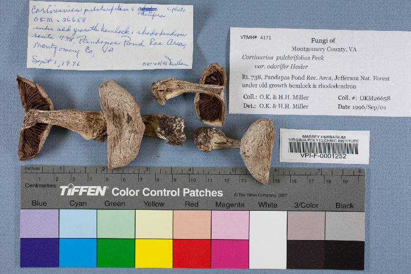Cortinarius pulchrifolius var. odorifer image