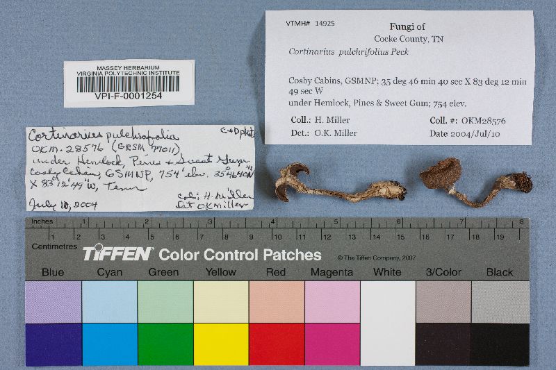 Cortinarius pulchrifolius image