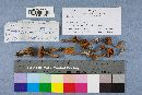 Cortinarius semisanguineus image