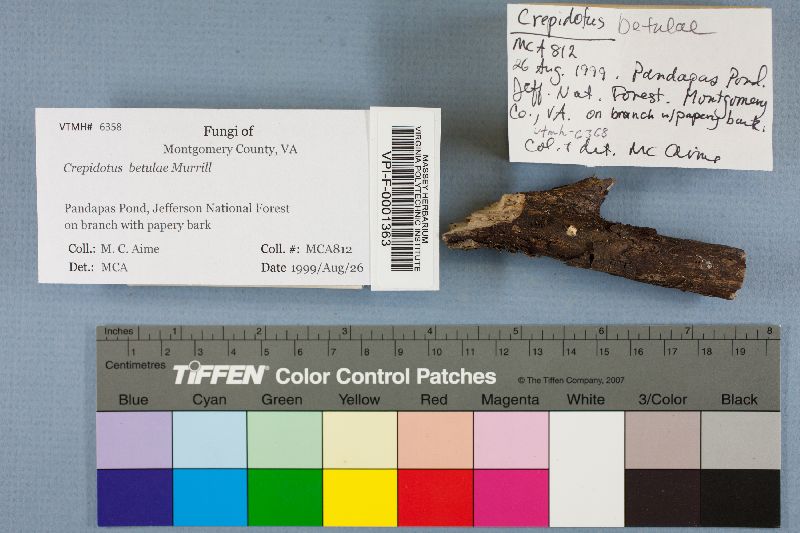 Crepidotus betulae image