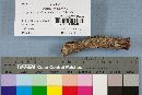 Dacryopinax spathularia image