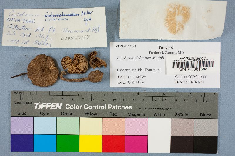 Entoloma violaceobrunneum image