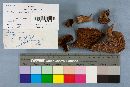 Fistulina hepatica image