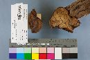 Ganoderma lucidum image