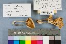 Chrysomphalina strombodes image