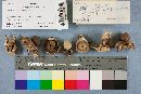 Geastrum velutinum image