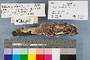 Gloeoporus dichrous image