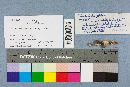 Hohenbuehelia petaloides image