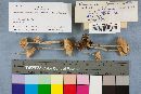 Gymnopus confluens image