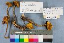 Heimioporus betula image