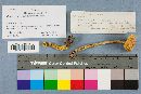 Heimioporus betula image