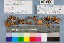 Hohenbuehelia petaloides image