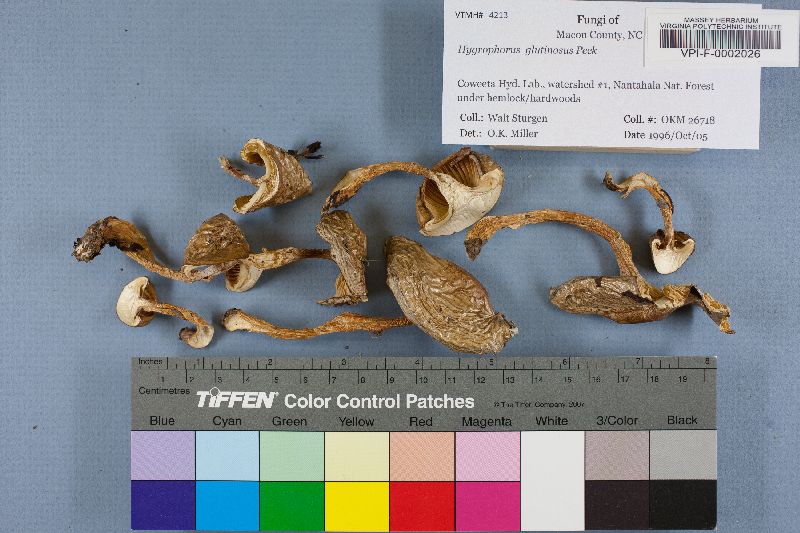 Hygrophorus glutinosus image