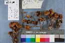 Hypholoma capnoides image