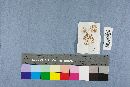 Inocybe lacera image