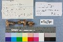 Laccaria ochropurpurea image