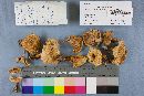 Lactarius chrysorrheus image