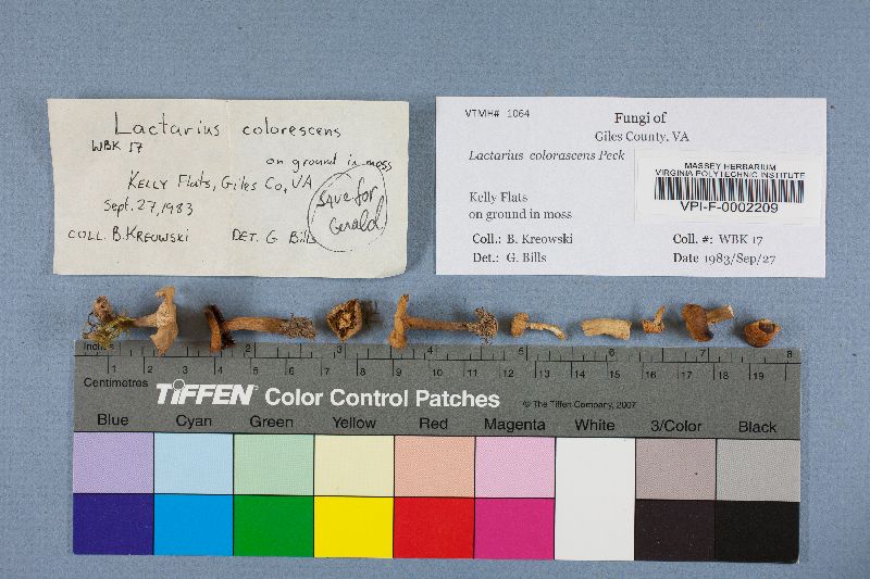 Lactarius colorascens image