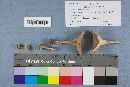 Lactarius fumosus image