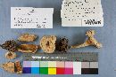 Lactarius deceptivus image