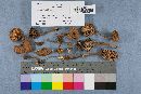 Lactarius fragilis image