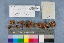 Lactarius hysginus image