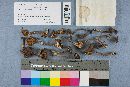 Lactarius lignyotellus image