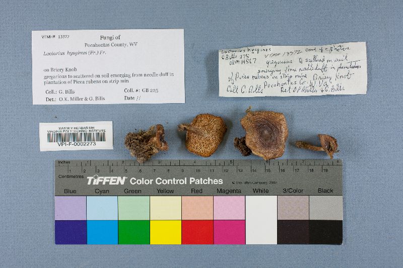 Lactarius hysginus image